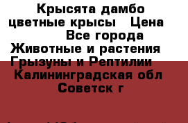 Крысята дамбо цветные крысы › Цена ­ 250 - Все города Животные и растения » Грызуны и Рептилии   . Калининградская обл.,Советск г.